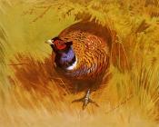 A Cock Pheasant - 阿奇博尔德·索伯恩